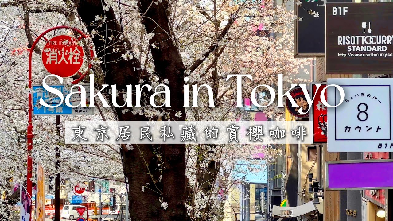 【櫻花滿開生活】東京居民私藏賞櫻咖啡｜寵物住院手術日記｜日本最美的季節｜Tokyo vlog｜日本旅行與生活