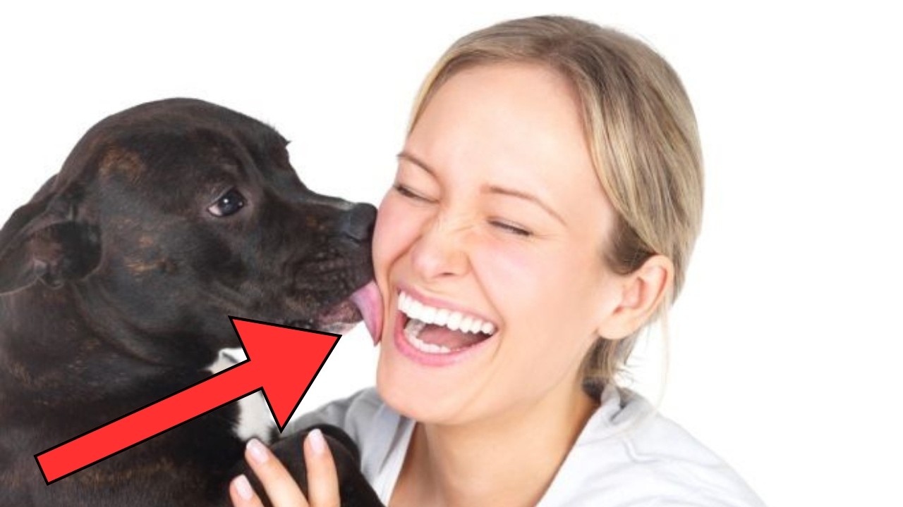 Why is your dog licking you? 7 Reasons you didn't Know about!