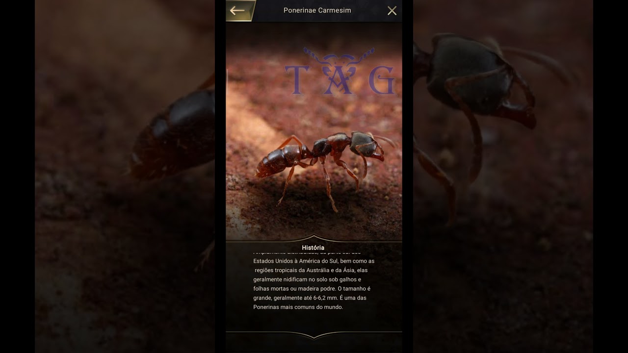Ponerinae Carmesin