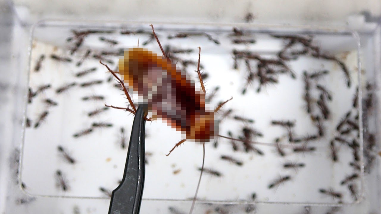 東京で大量発生してる巨大ゴキブリを猛毒アリの巣にぶち込む