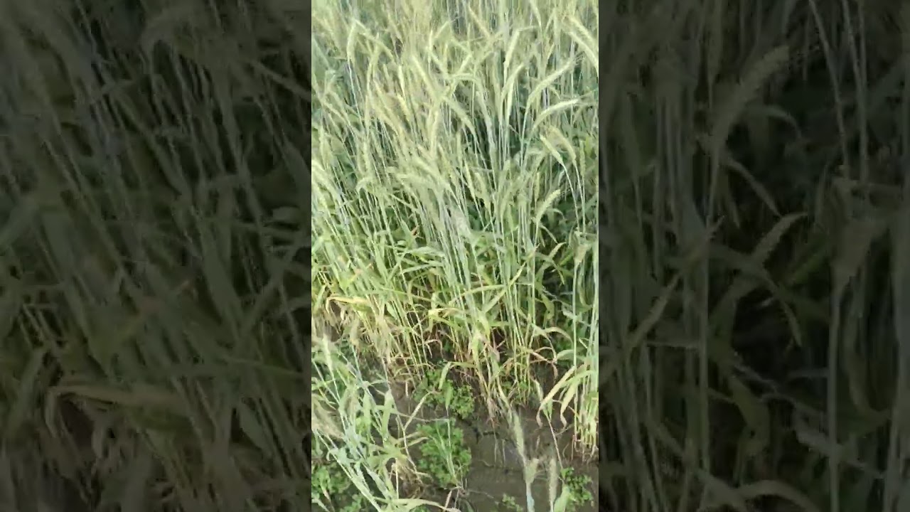 wheat cultivation in punjab.