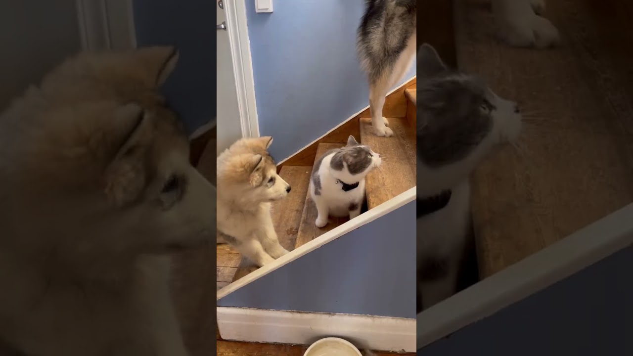 Puppy- and packdevelopment week 13