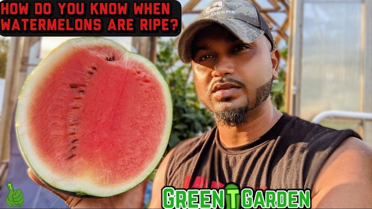 When to Harvest watermelon |Best tips and tricks for a ripe juicy 🍉 | Sugar Baby | #watermelon