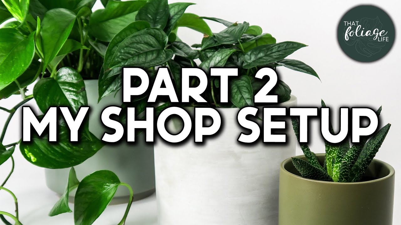 INDOOR PLANT Collection Tour (Over 100+ Houseplants!) Part 2