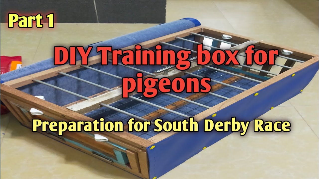Part 1, DIY Training box for my pigeons|| Preparation for SDR 2022.#newbiefancier #pigeonracing