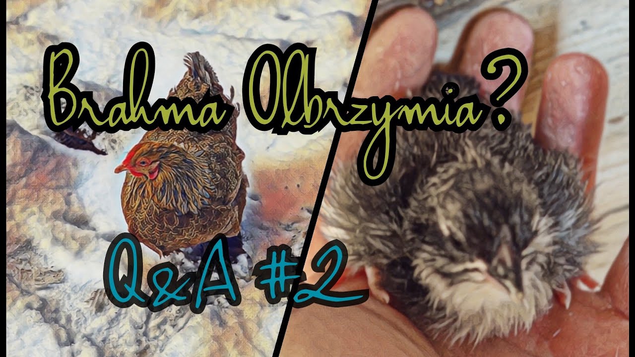 #2 Q&A🎙📽 | Brahma Olbrzymia? 🐔| II Inkubacja - czy coś wyszło? 🐣🐥