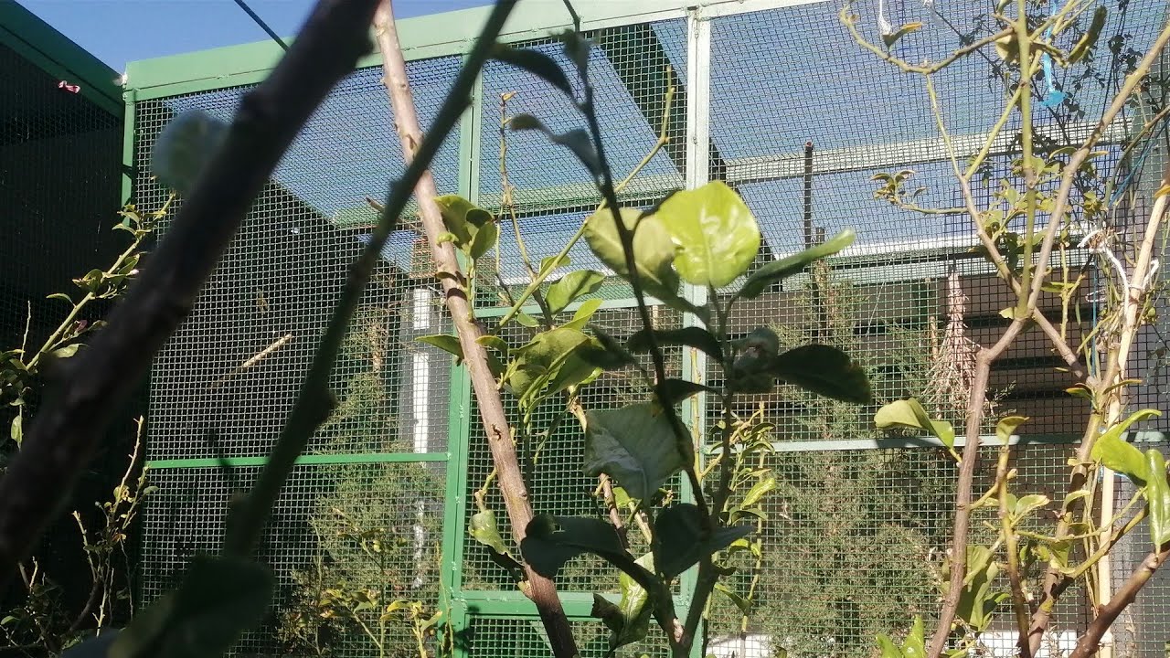 هذه أسرار تربية الحسون في السلاكة ❓