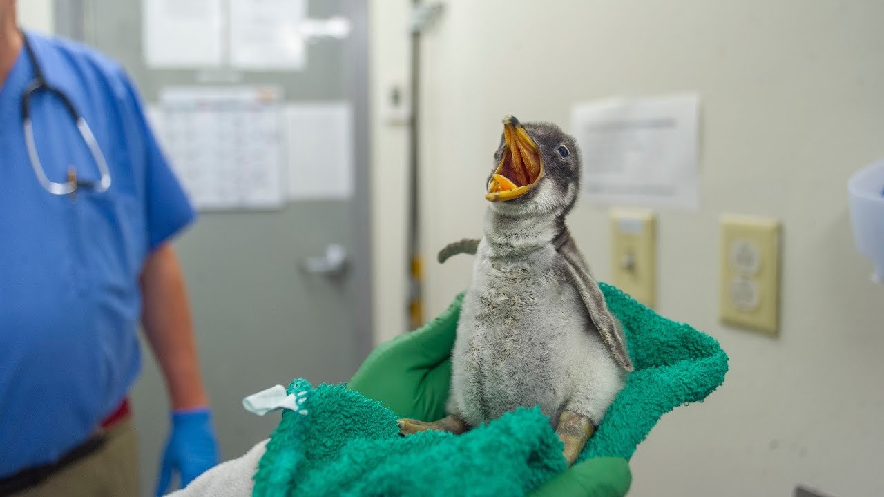We have a new penguin chick!