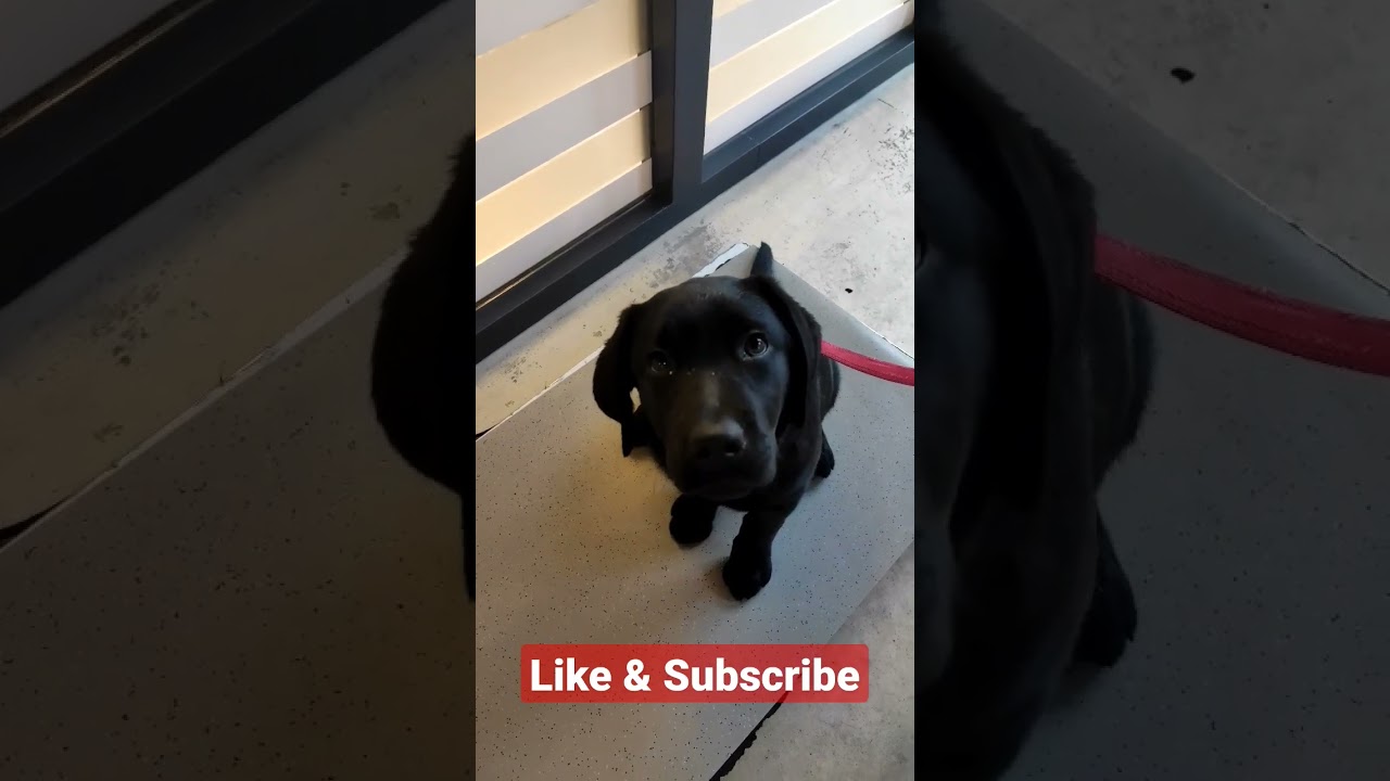 Weight check at the vet 