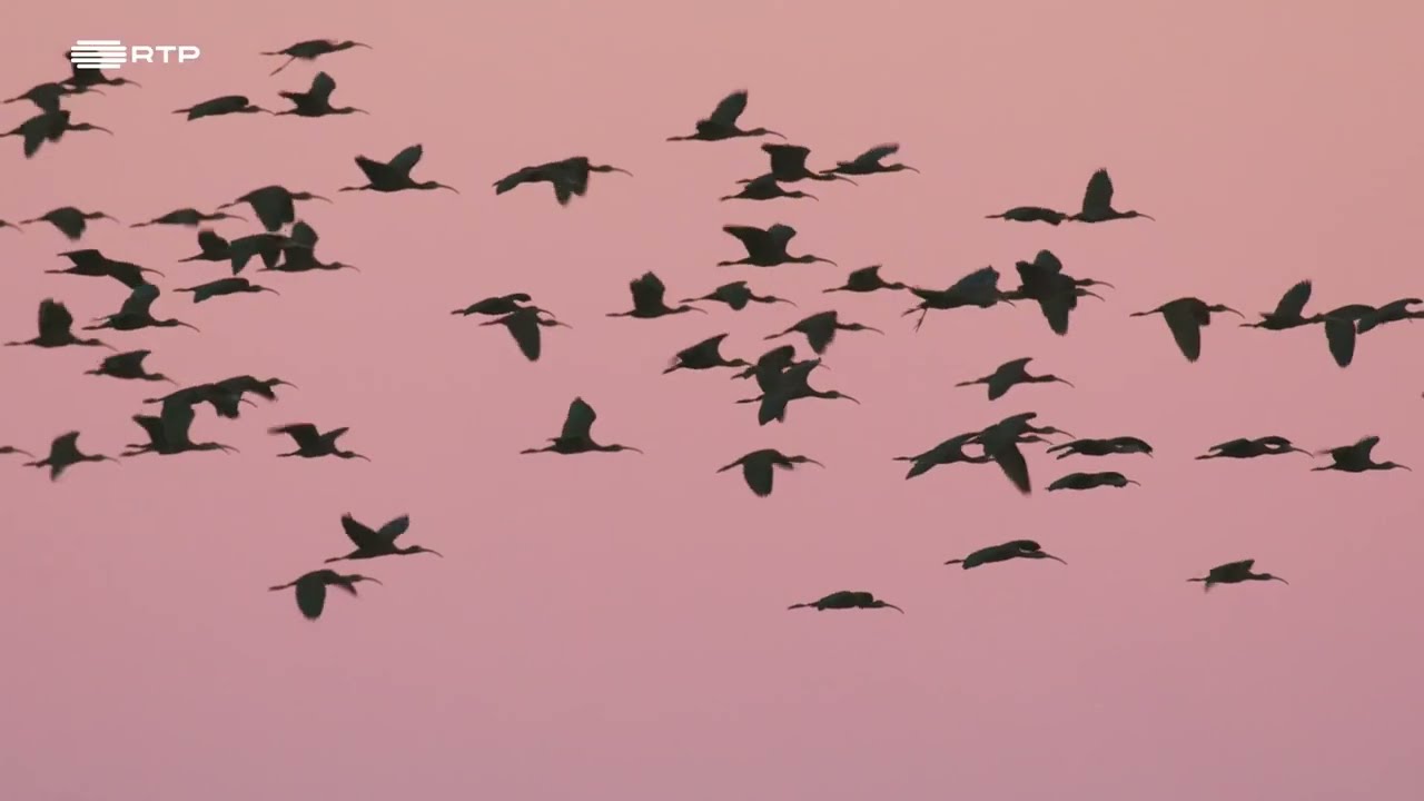 DOCUMENTÁRIO VIDA SELVAGEM RTP - Portugal, uma História Natural - Lisboa e Vale do Tejo