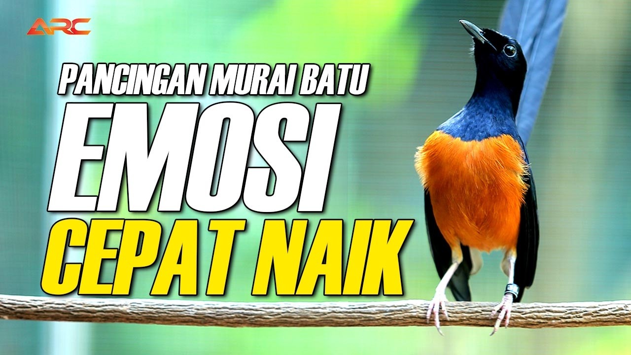 PANCINGAN EMOSI MURAI BATU NGUKLUK CEPAT GACOR KELUARIN MATERI ISIAN