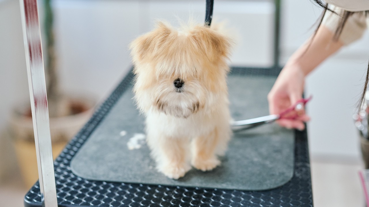 鳴き声が可愛すぎるポメマルの子犬！生後４ヶ月可愛すぎる初トリミング