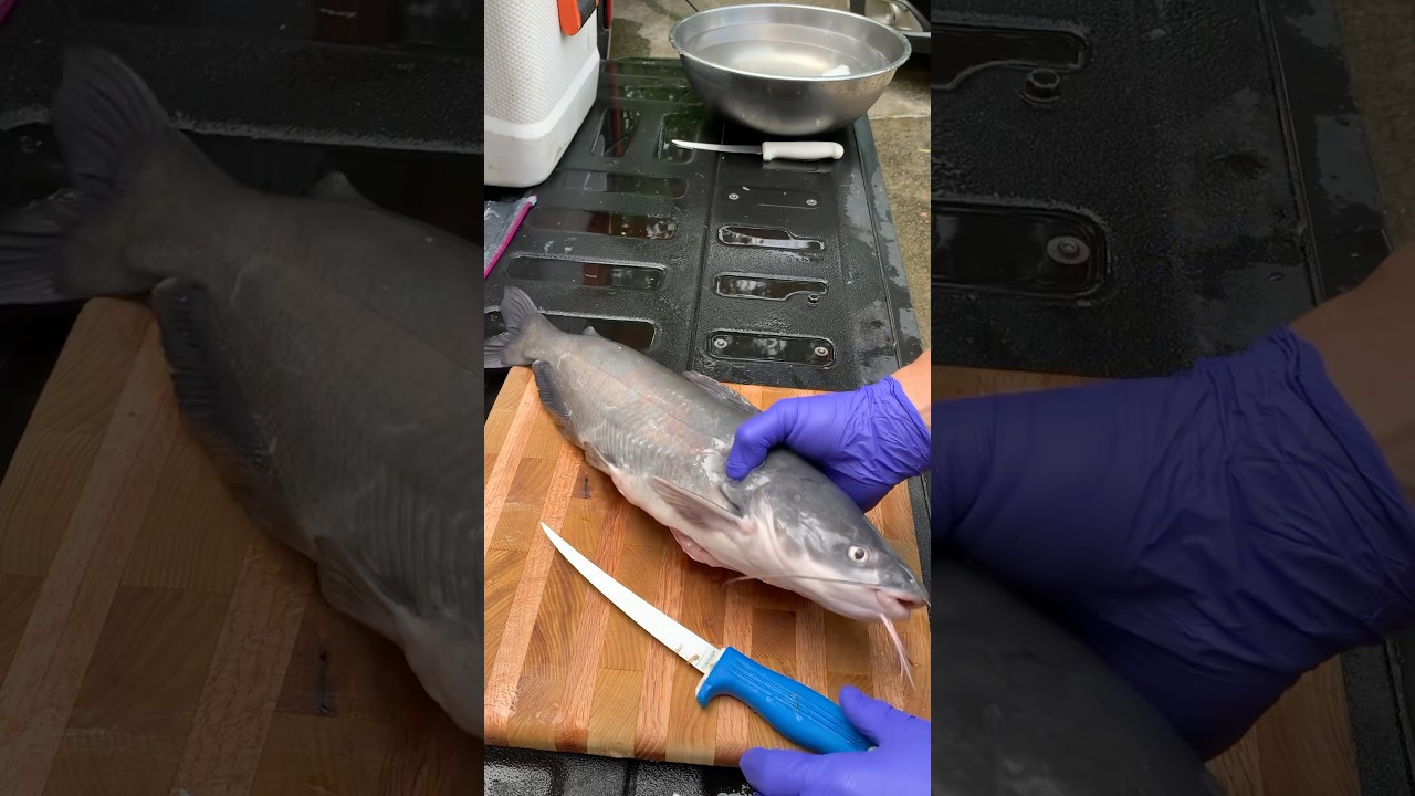 Cleaning a blue catfish #fishing #diy #catchcleanandcook