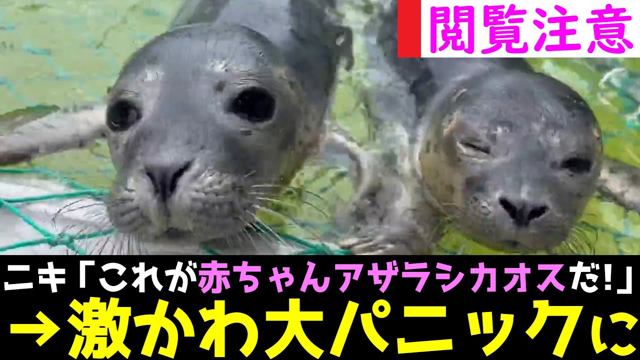 アザラシ幼稚園、かわいいとカオスが混ざった危険映像が公開されてしまうwww