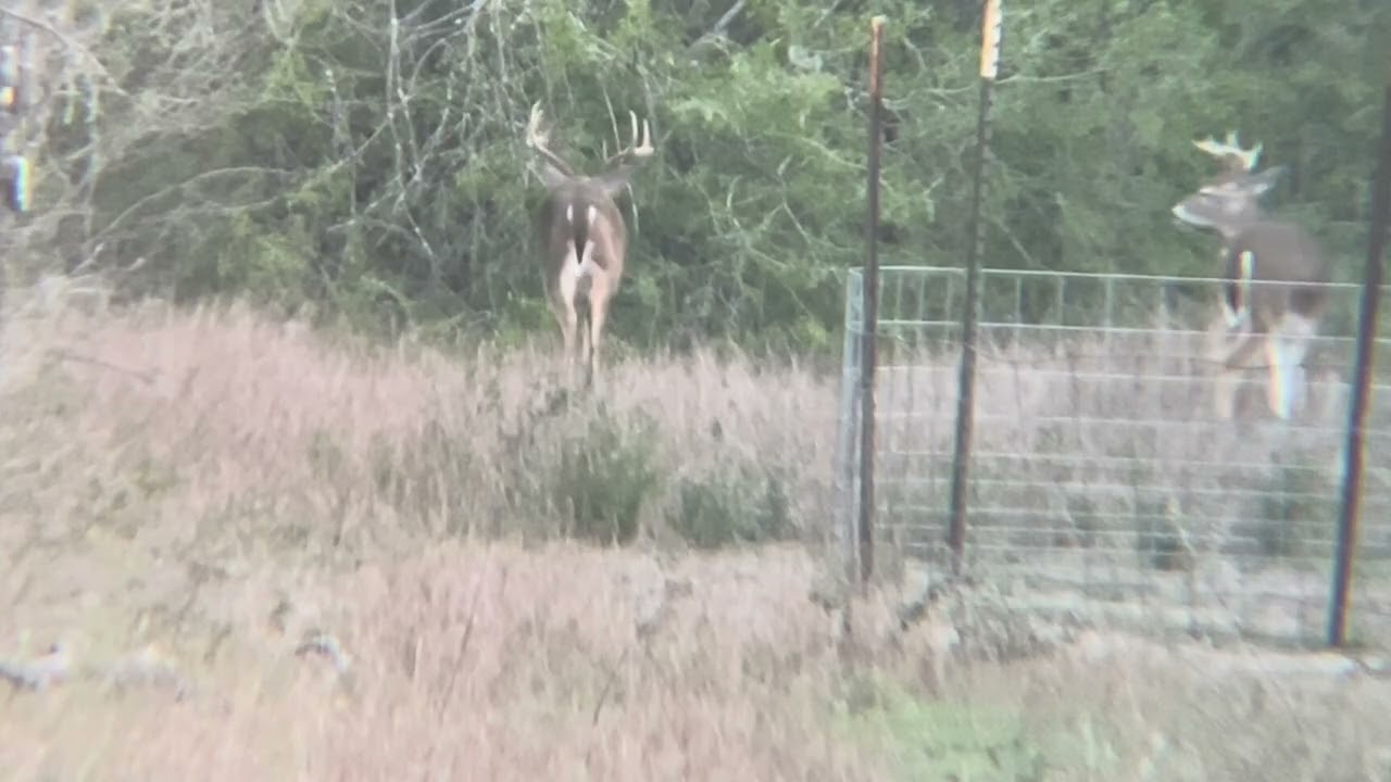 Крупный олень подстрелен!! Восьмироговый олень из дульнозарядного ружья, Южный Техас.
