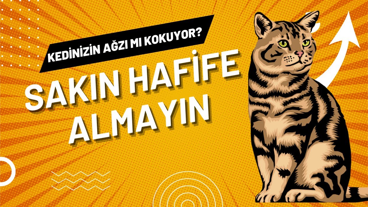 KEDİLERDE AĞIZ KOKUSU - AMAN DİKKAT!