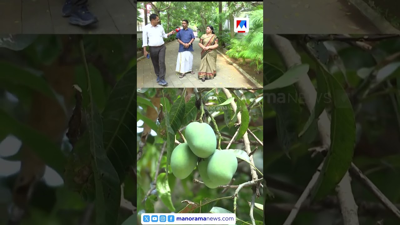 മുപ്പതു വർഷം പരിപാലിച്ചു, വീട്ടുമുറ്റത്താകെ തണൽ, ചൂടൊരു പ്രശ്നമല്ല ഈ വീട്ടിൽ | Home