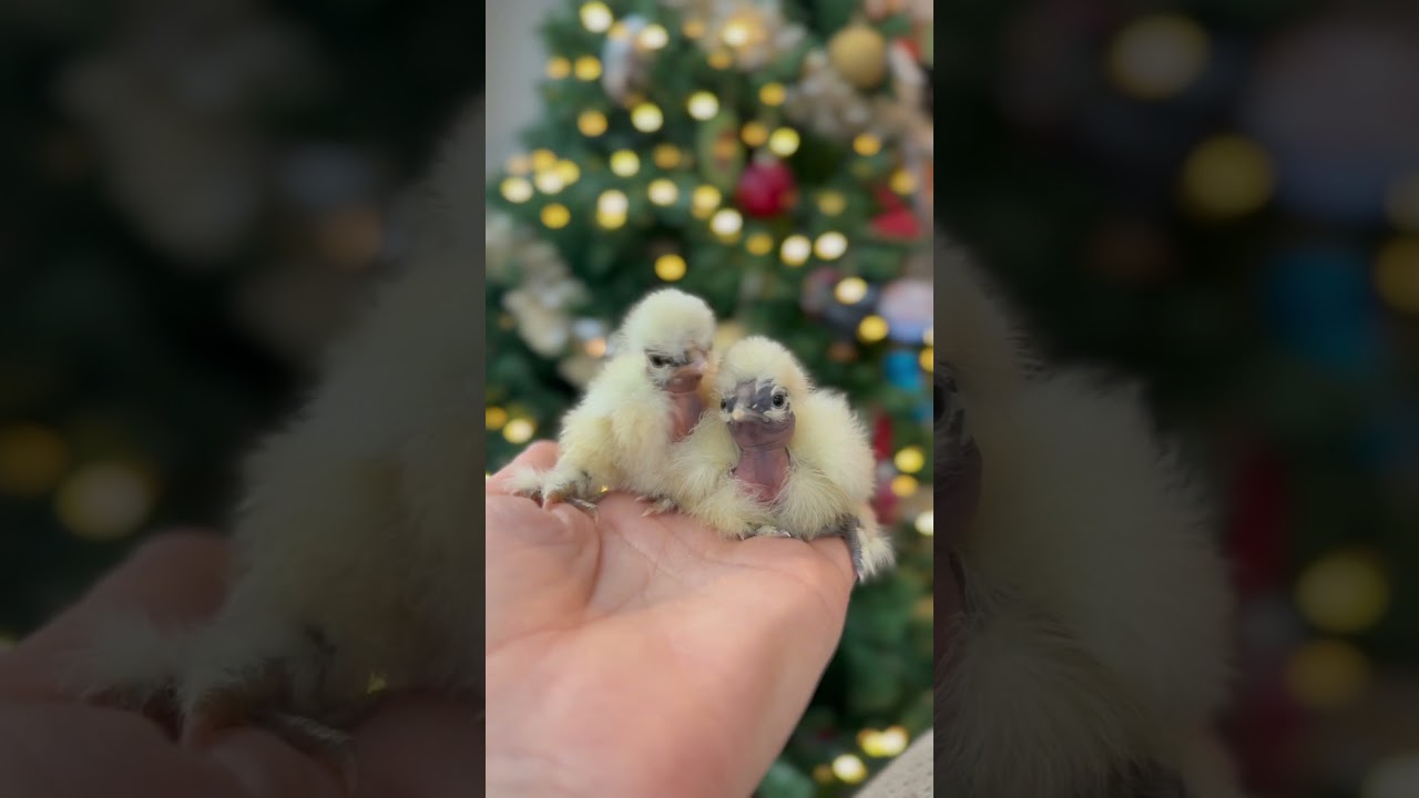 Can you think of a better gift than showgirl silkies?! Sorry these are mine! #silkies #chickens