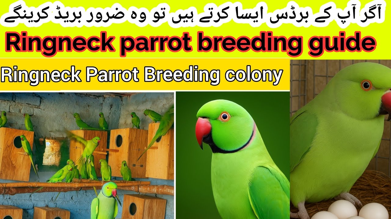Ringneck parrot breeding guide 🦜| ap ke pair aisa kar rahe hen to wo breed krenge 🦜❤️