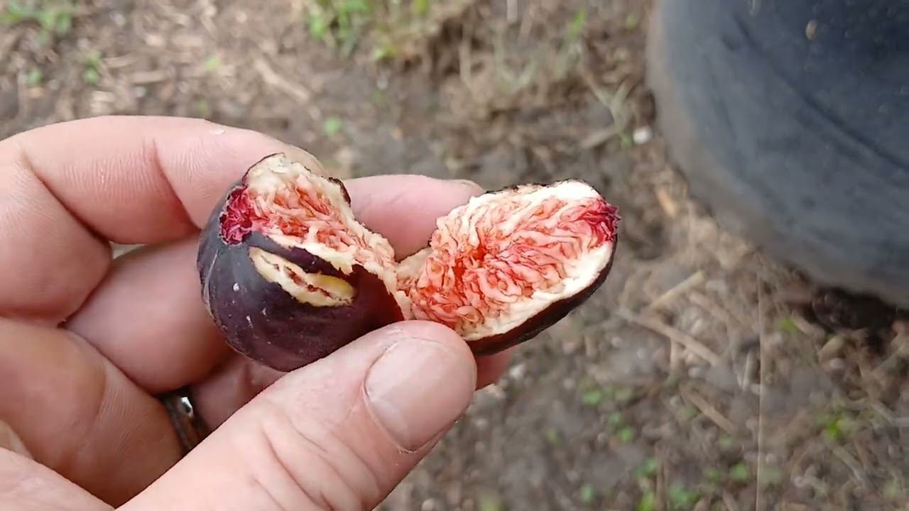 Was my (little miss figgy) fig tree worth it??