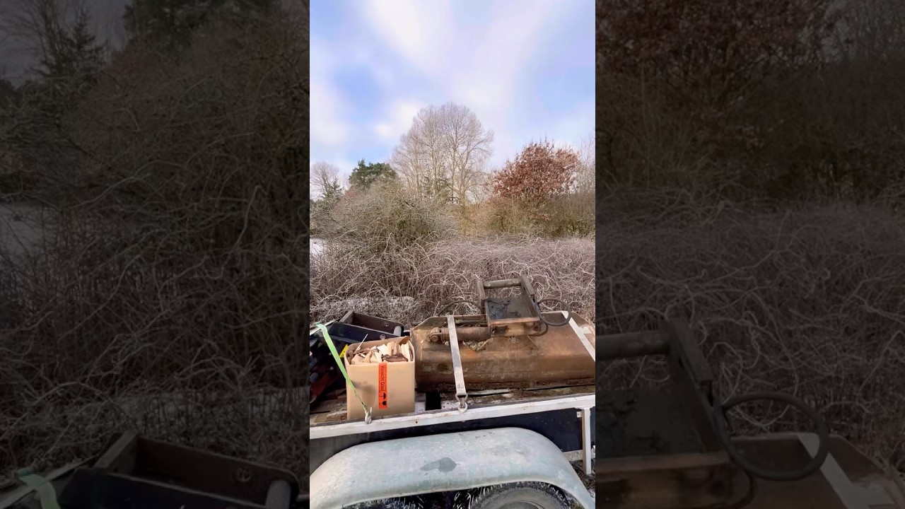 Kiefern schmeisen Holz 🪵 2025. 