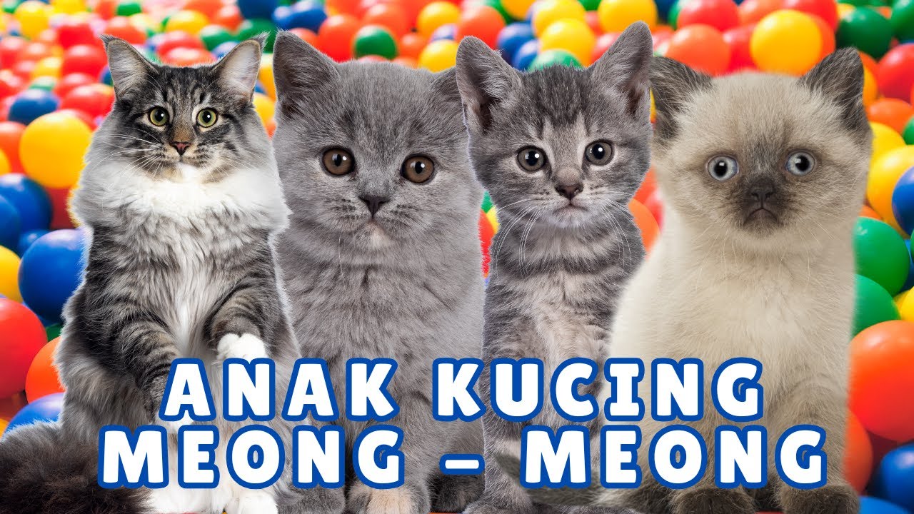 Anak Kucing Ngambek Lucu😹 ANAK KUCING MEONG MEONG‼️ FUNNY KITTEN VIDEOS 