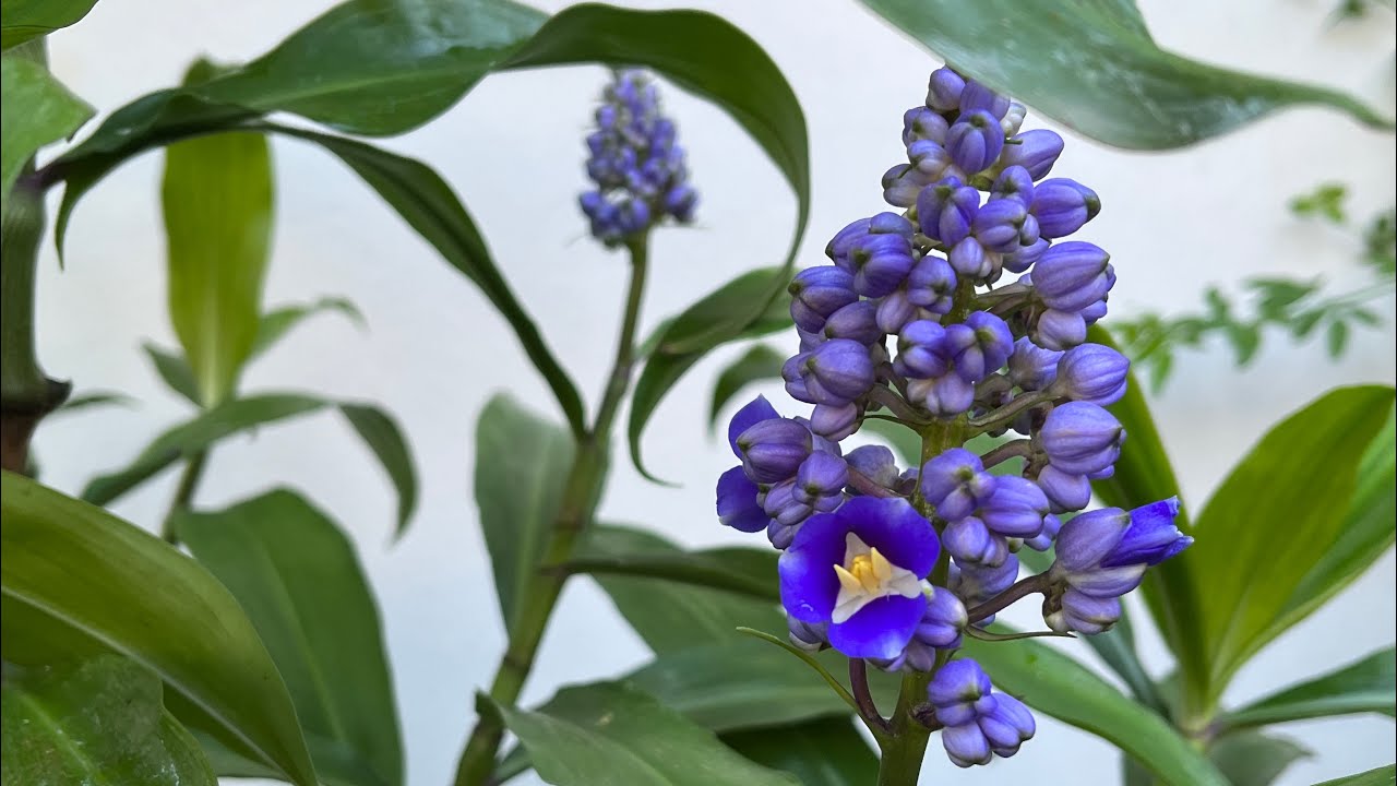 GENGIBRE AZUL, FLOR LINDA POUCO CULTIVADA NOS JARDINS