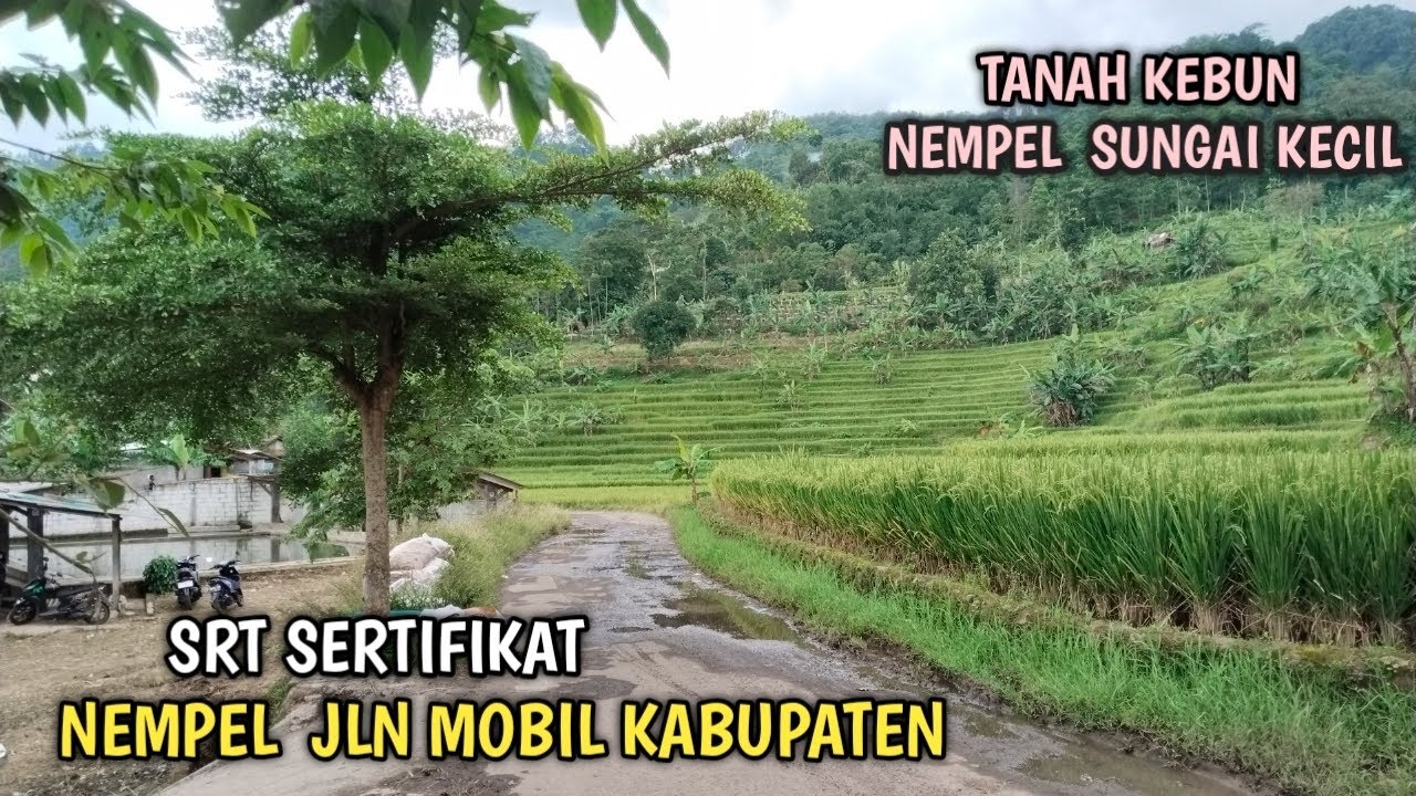 Sold out  Tnh Kebun Srt Sertifikat Shm. Nempel Jln Mobil Nempel Sungai Kecil View Sawah Dn Gunung 