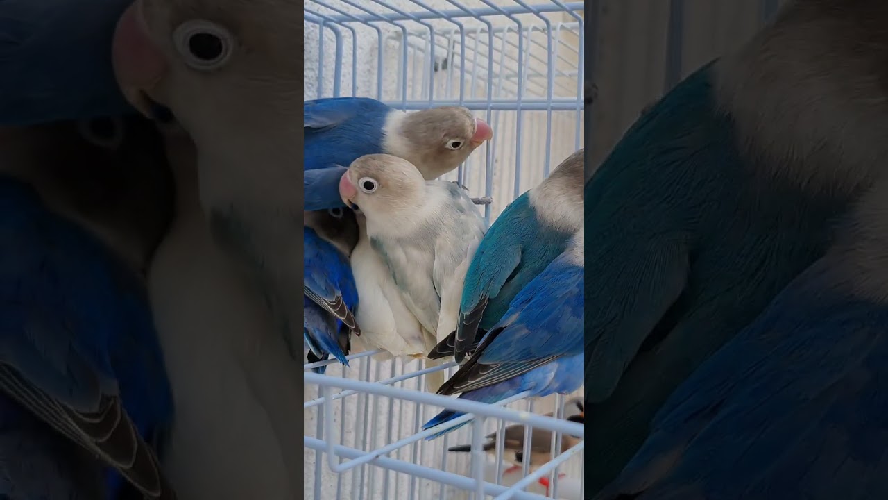 SIMPLESMENTE AZUIS | Agapornis Personata Azul