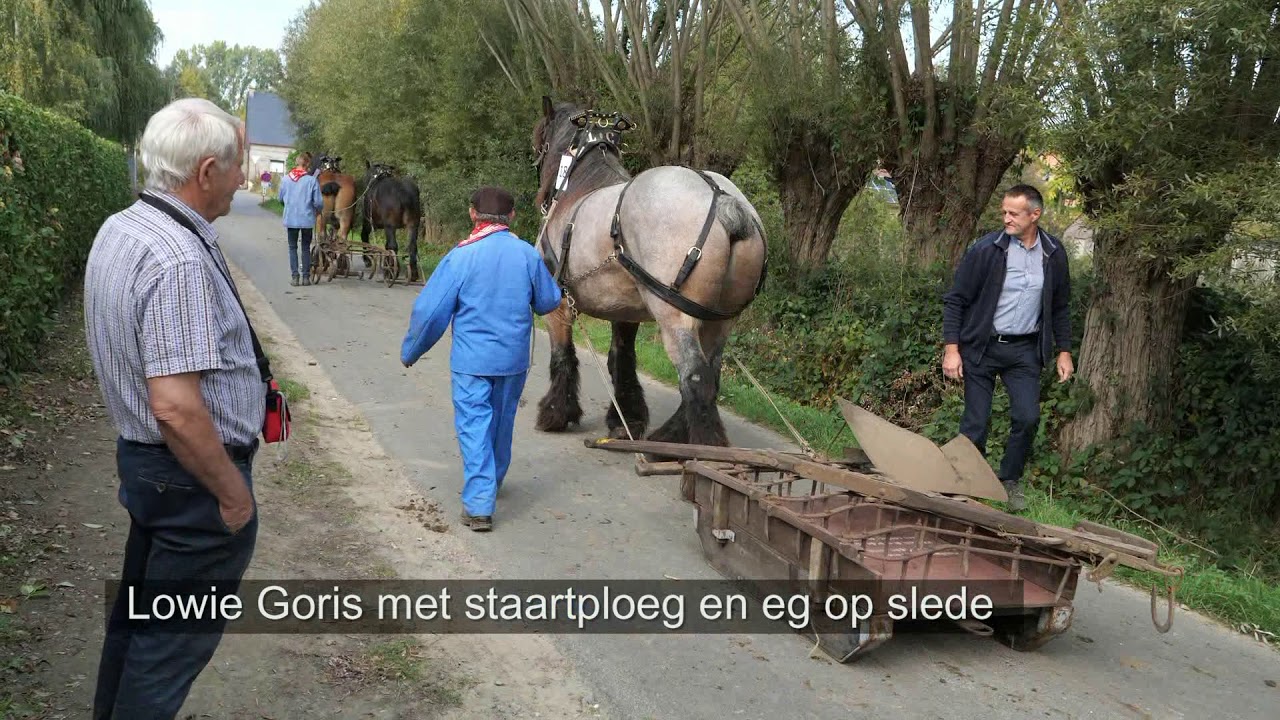 Belgian Draft Horses: 100 horses in the Orange I Cavalcade in Grimminge (Belgium)