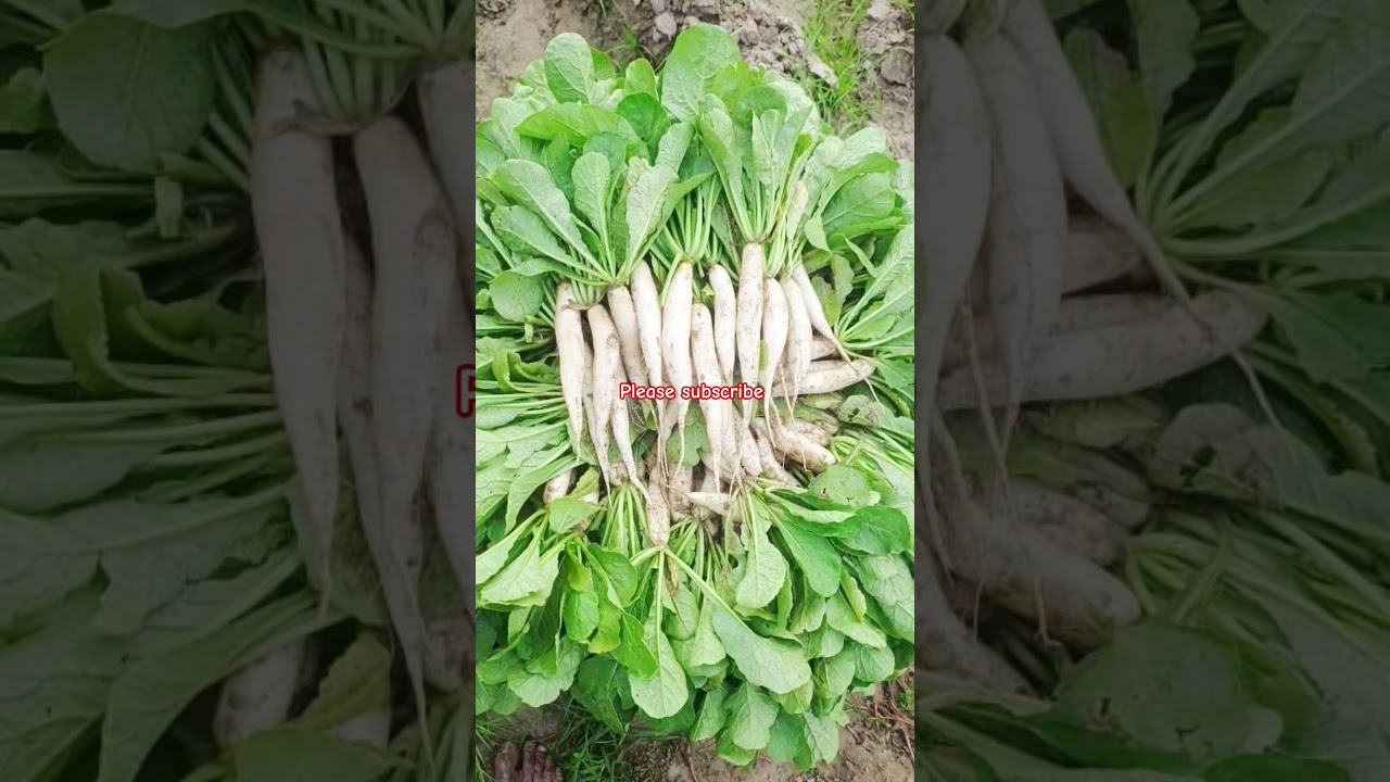#agriculture #desiviilagelifetstyle #gaav #shorts #1ksubscribers #viralvideo