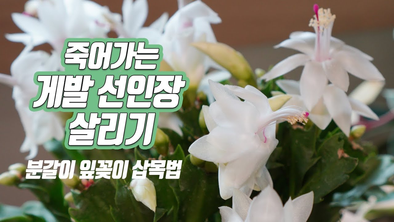 Спасение умирающего крабового кактуса - выращивание, разведение, пересадка, перемешивание почвы