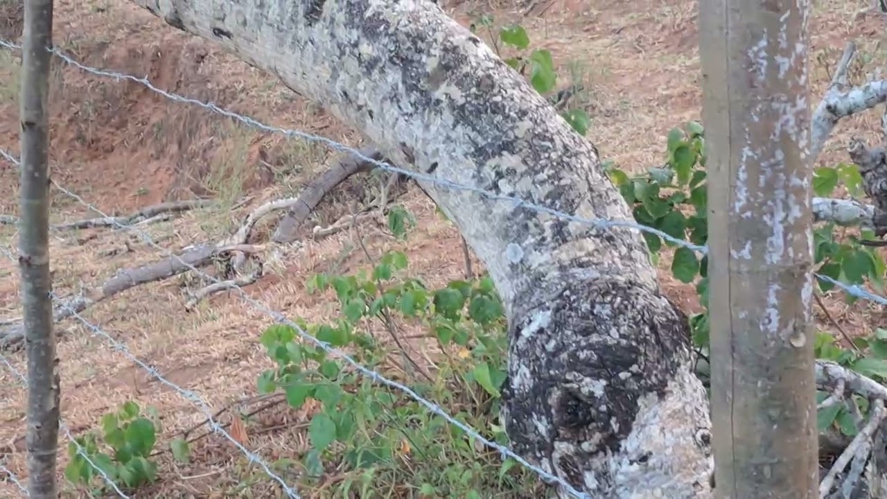 com muita Abilidade Guiné jovem sai Andando pelo mato 