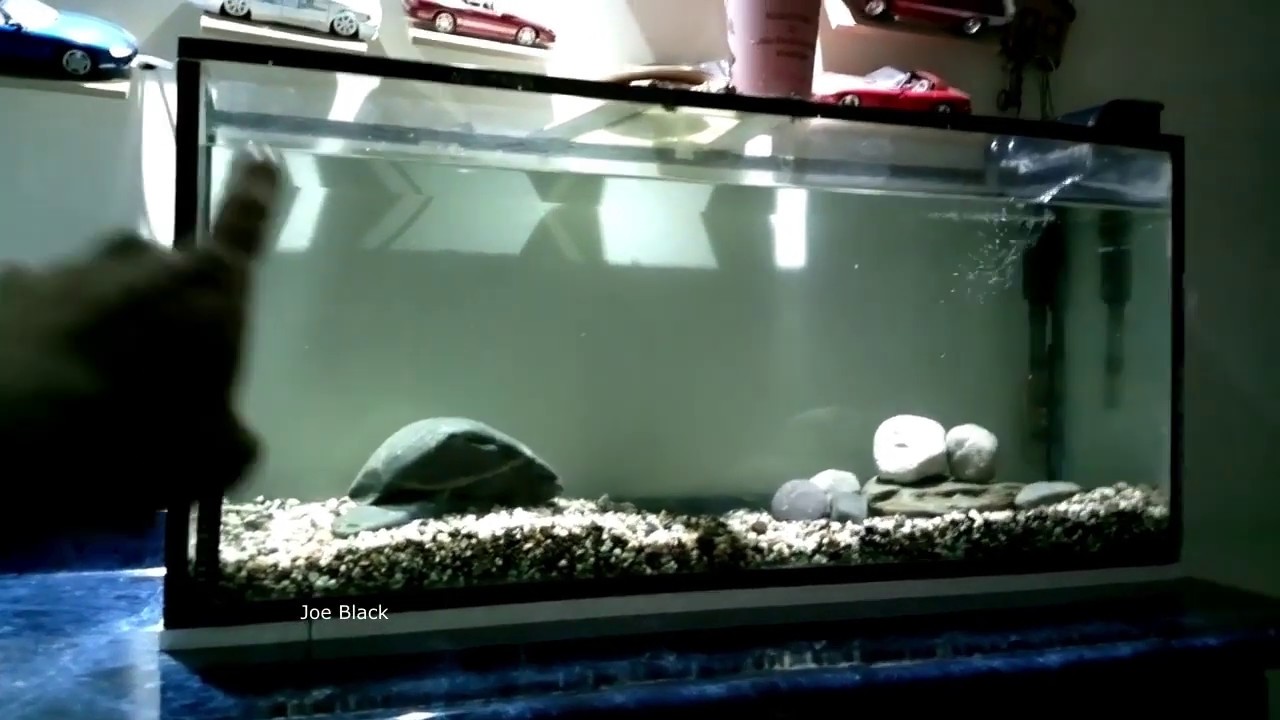 Tips para Colocar un Acuario Por Primera Vez.