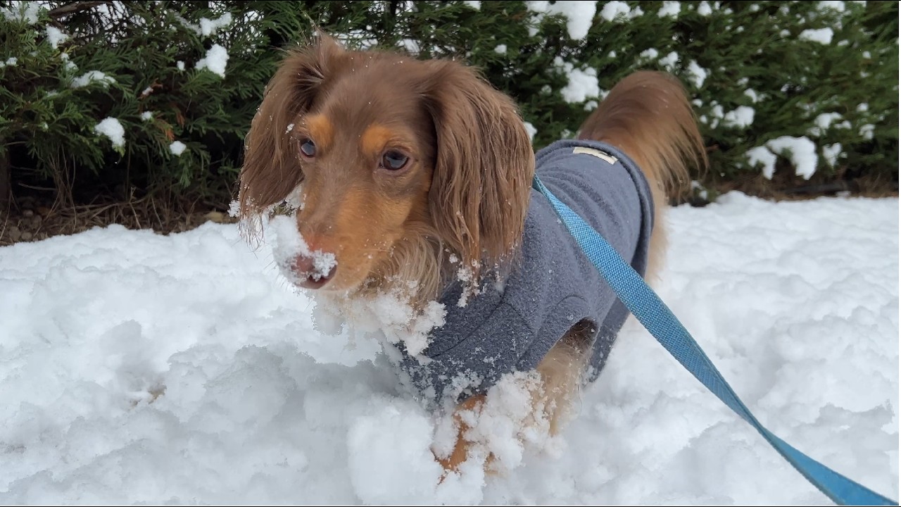 雪の上を歩くダックス2匹の姿がかわいい