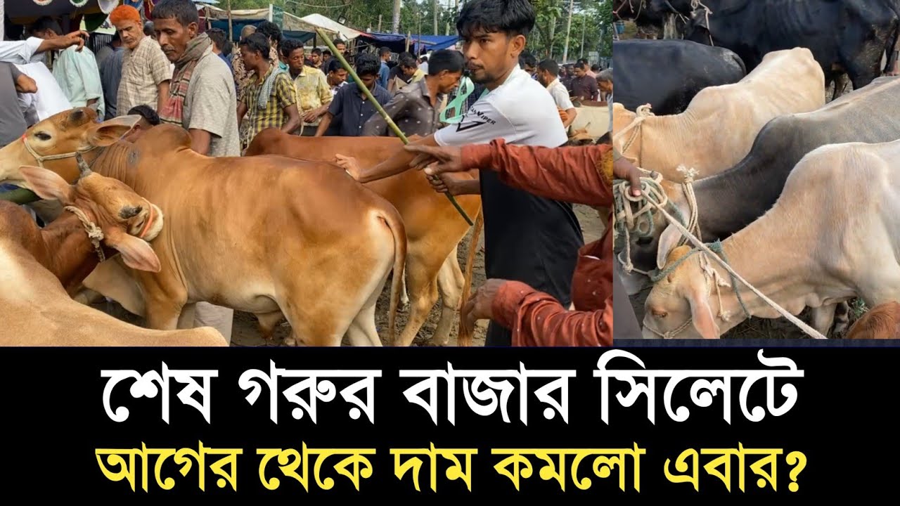 সিলেটে শেষ গরুর বাজার কমে গেছে কি গরুর দাম?? Sylhet Gorur Bazar | Cow market sylhet | Sylhet news