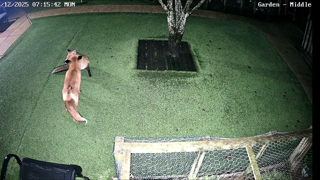 Our Family of Foxes - Family comes first. 💜🌹🦊🦊💞