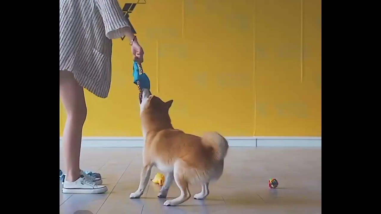 Kit 10 Brinquedos Mordedores Pets 💚🐇🐕🐩💜