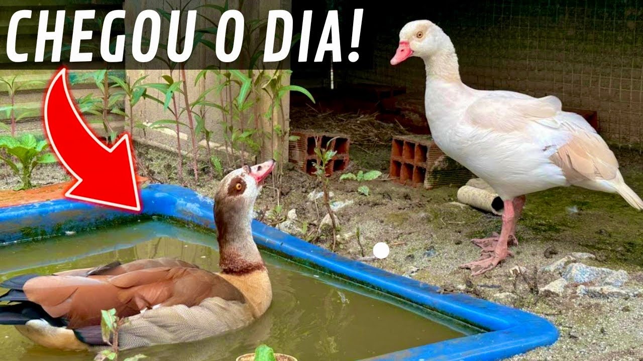 Novidades Pavão e Galo Nagasaki DOENTE | Mudança Ganso do Egito | Aves Recriar
