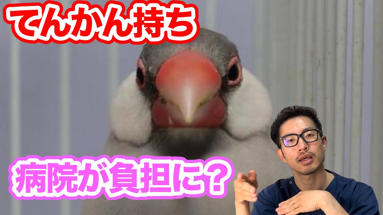 【質問コーナー】てんかん持ちの文鳥さん...無理に病院行かない方がいい？ダイエットの効果が出ないオカメインコさん、どうしたらいい？文鳥さんがケガで飛べなくなった...などにお答えしました！