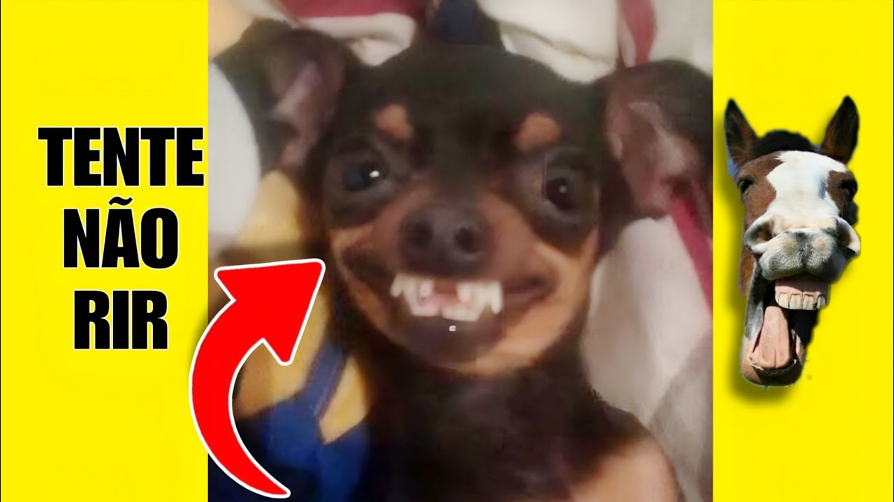 VÍDEOS ENGRAÇADOS 47: TENTE NÃO RIR #videosengracados #tentenaorir #humor #comedia #tiktok #memes 