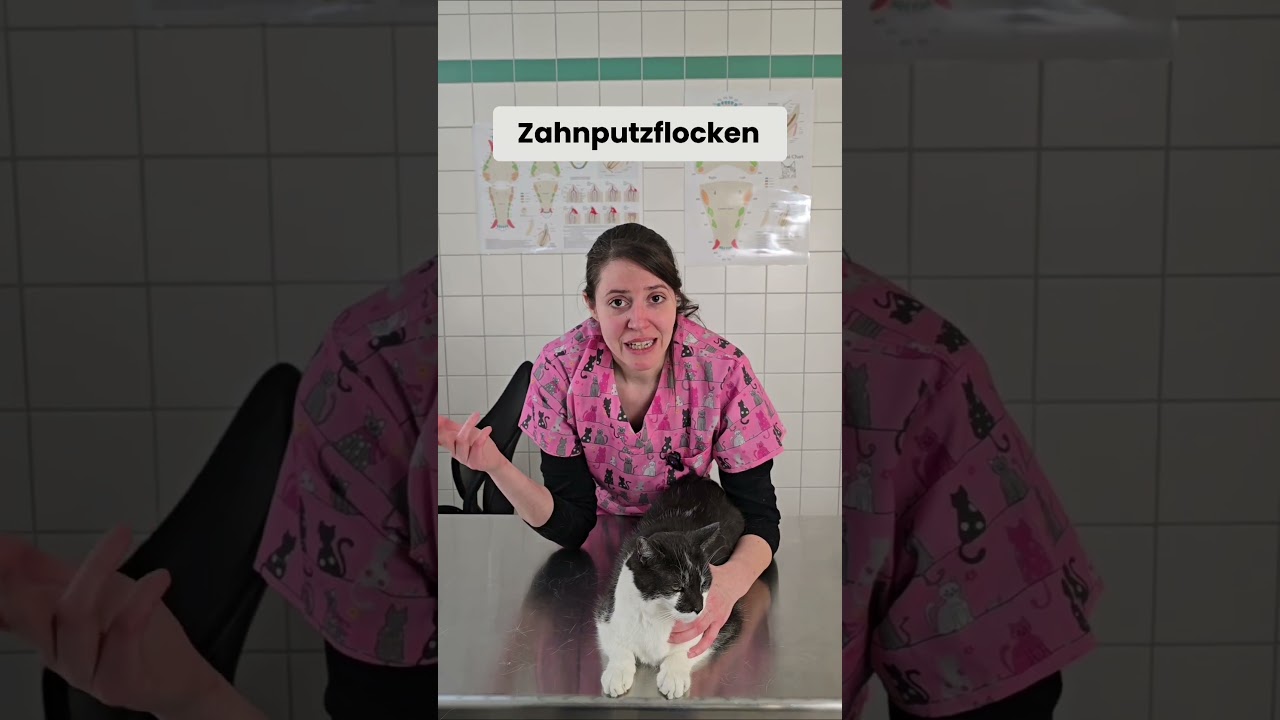 FORL bei der Katze