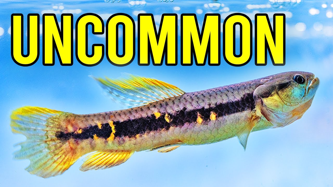 We Love These Fish - Brand New Unboxing