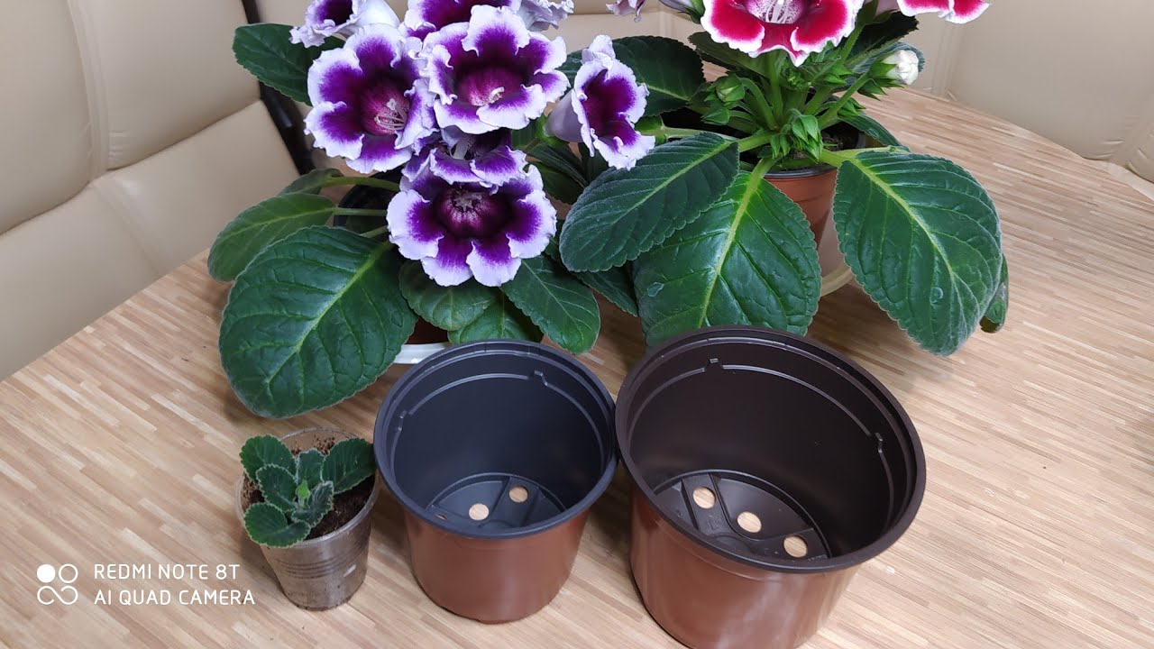 ПЕРЕВАЛКА ГЛОКСИНИЙ В БОЛЬШИЙ ГОРШОК