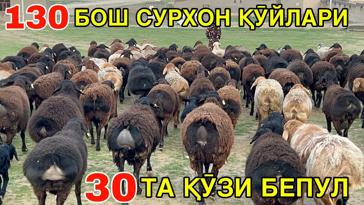 ЕГИЗЧИ ХИСОРИ ҚӮЙЛАР. ☎️+998978539798
