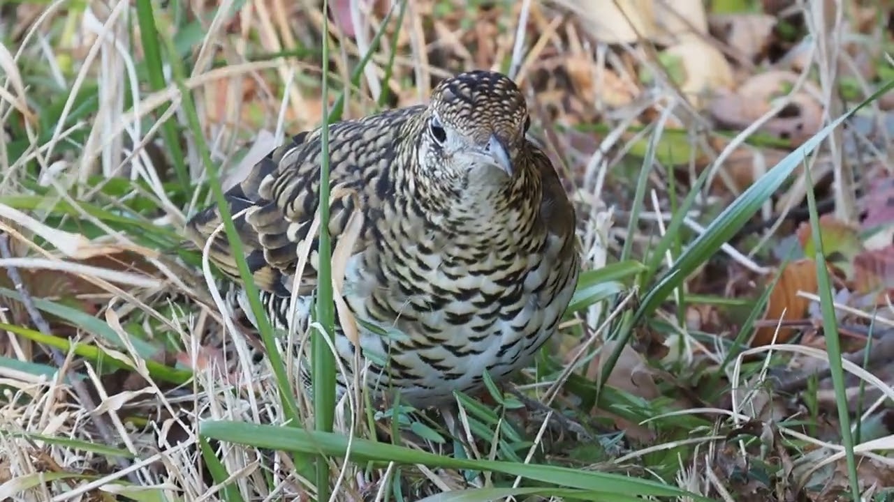 トラツグミのダンス
