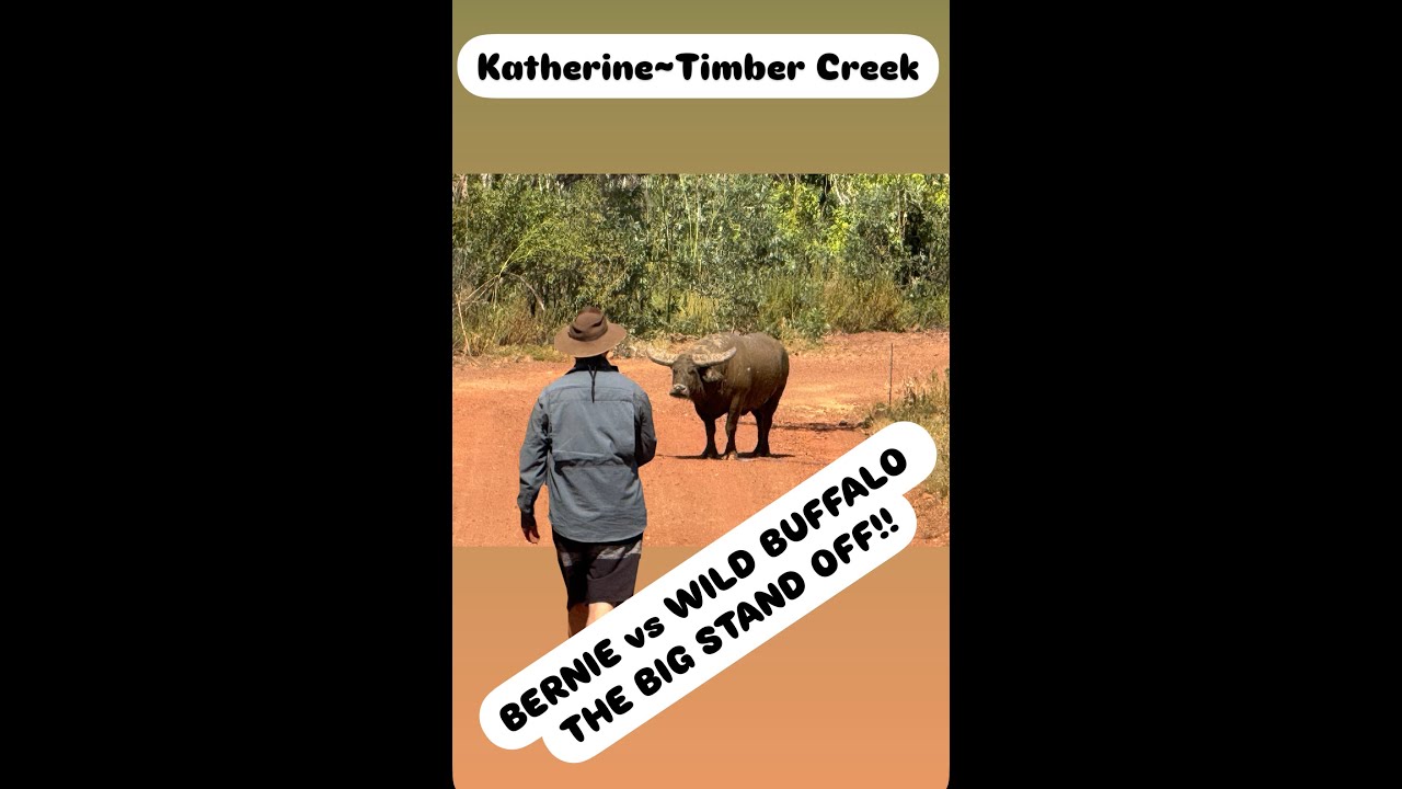 BERNIE v's WILD BUFFALO, THE STAND OFF ~KATHERINE TO TIMBER CREEK, NT ~ TRAVELLING AUSTRALIA