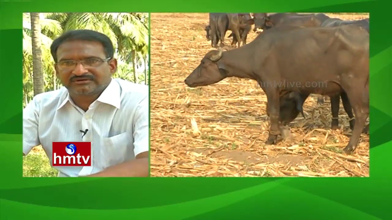 Satish Babu gadde #farming #viral #natural #organic #youtubeshorts #cattle #traditionalfarming