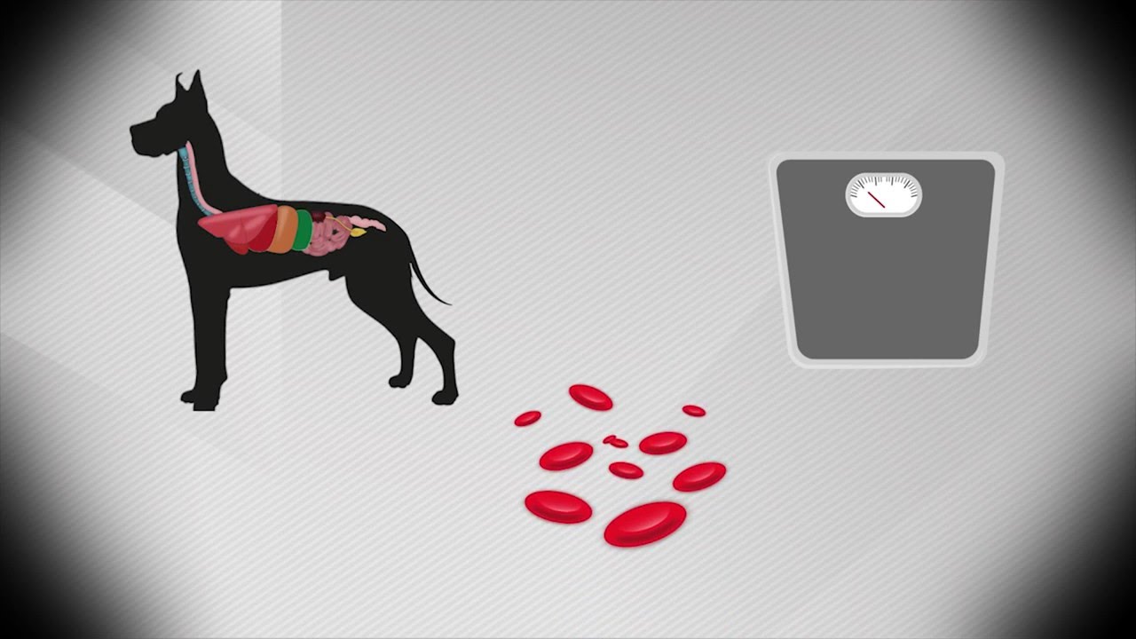 Infografía sobre la Ehrlichiosis Canina