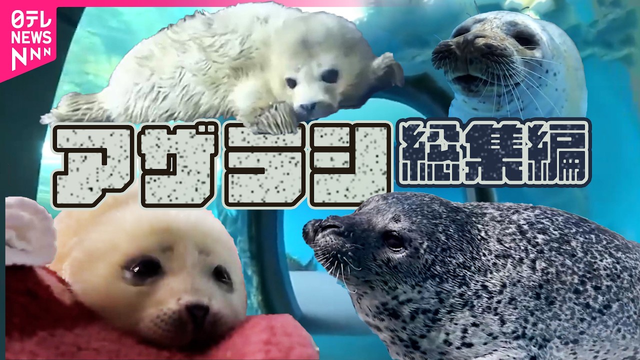 【アザラシだけの動画】“アザラシ幼稚園”オランダの保護施設が日本で話題、　現地を取材 / 仲良しアザラシ2頭が引っ越し ”ショー”の後継者に